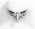 /album/fotogaleria/sin-titulo-png/